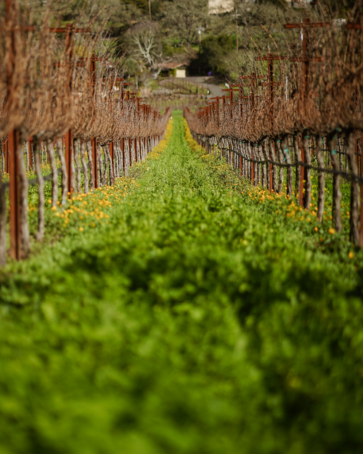 James Cole vineyard in January 2023